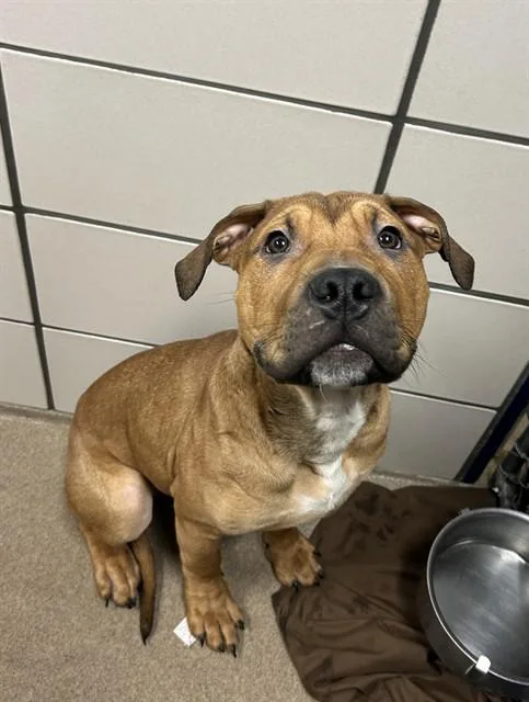 A young large-sized male Mastiff dog named Canyon for adoption in Fort Wayne, IN