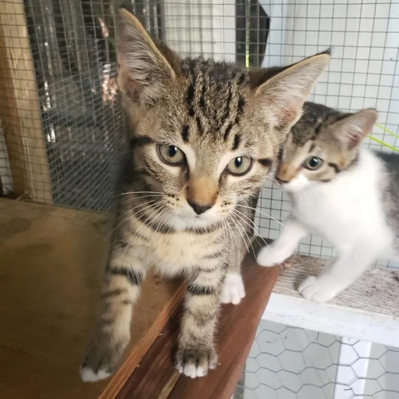 A baby medium-sized male Tabby (Tiger Striped) Domestic Short Hair cat named Herbie for adoption in Salt Point, NY