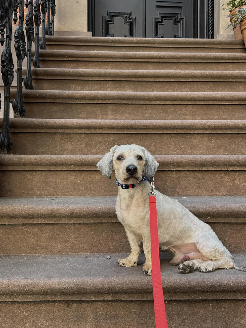An adult small-sized female Miniature Poodle dog named Tinto for adoption in Brooklyn, NY