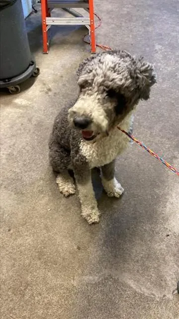 A young large-sized female Poodle dog named Breezy for adoption in Sacramento, CA