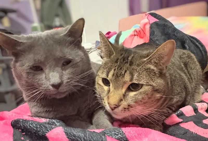 An adult medium-sized female Gray / Blue / Silver Domestic Short Hair cat named Kit Kat And Smokey for adoption in Melrose, MA