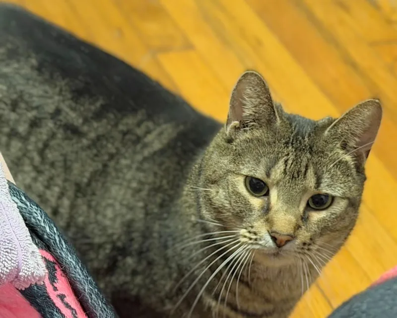 Kit Kat And Smokey thumbnail 2