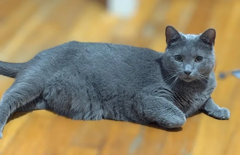 Kit Kat And Smokey thumbnail 3