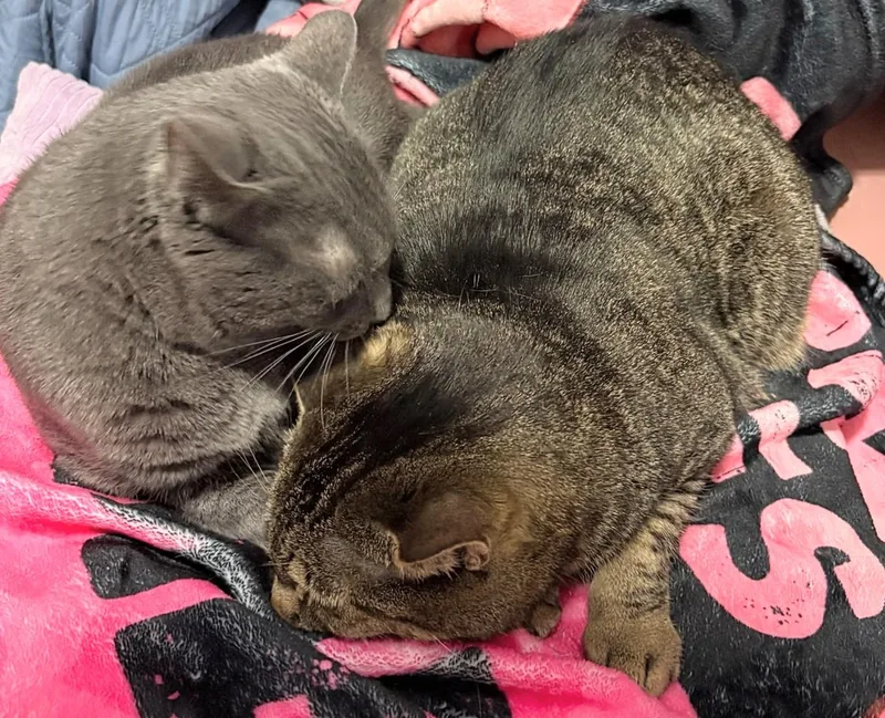 Kit Kat And Smokey thumbnail 4