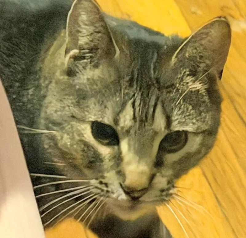 Kit Kat And Smokey thumbnail 5