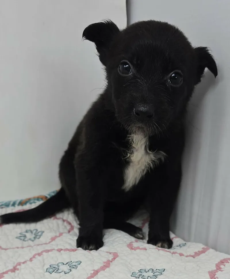 Go For Gin thumbnail 2