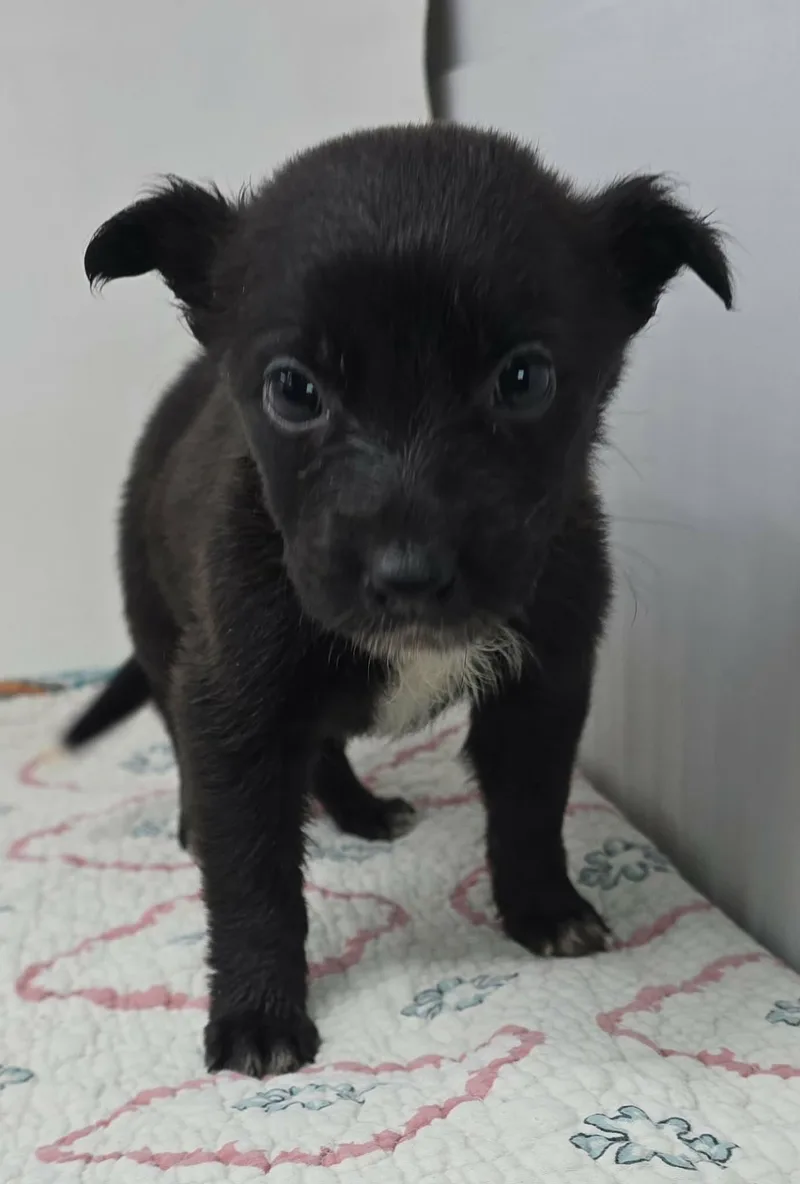 Go For Gin thumbnail 3