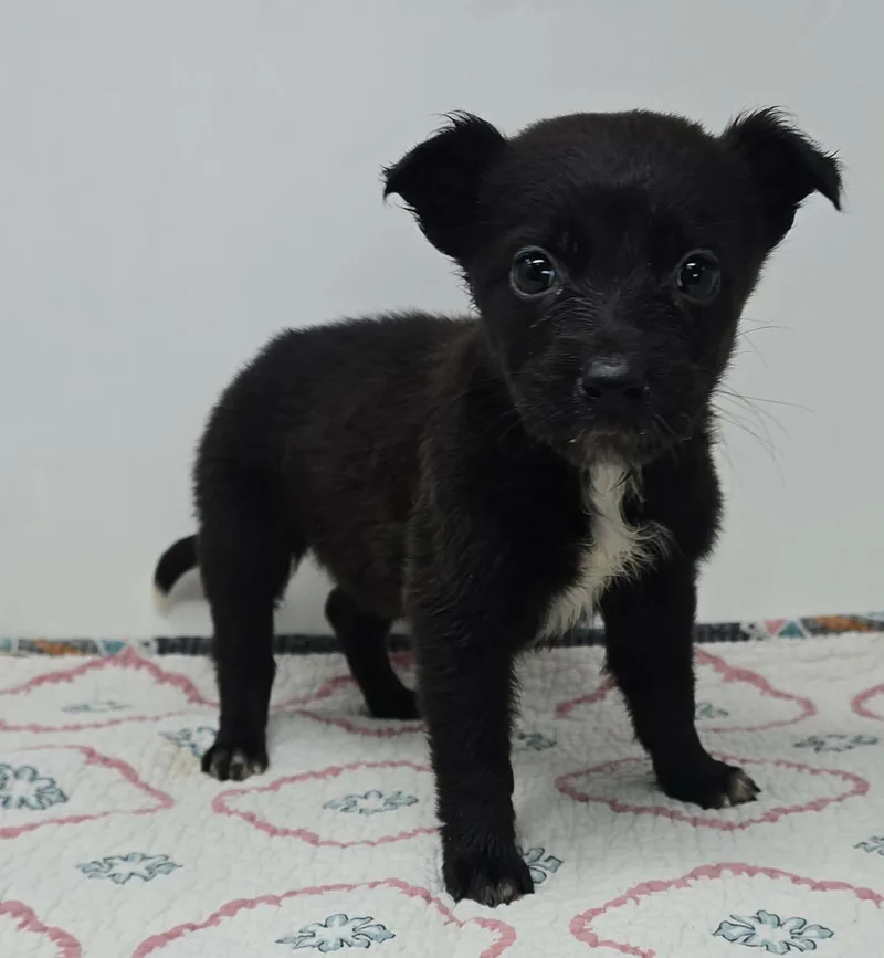 Go For Gin thumbnail 4