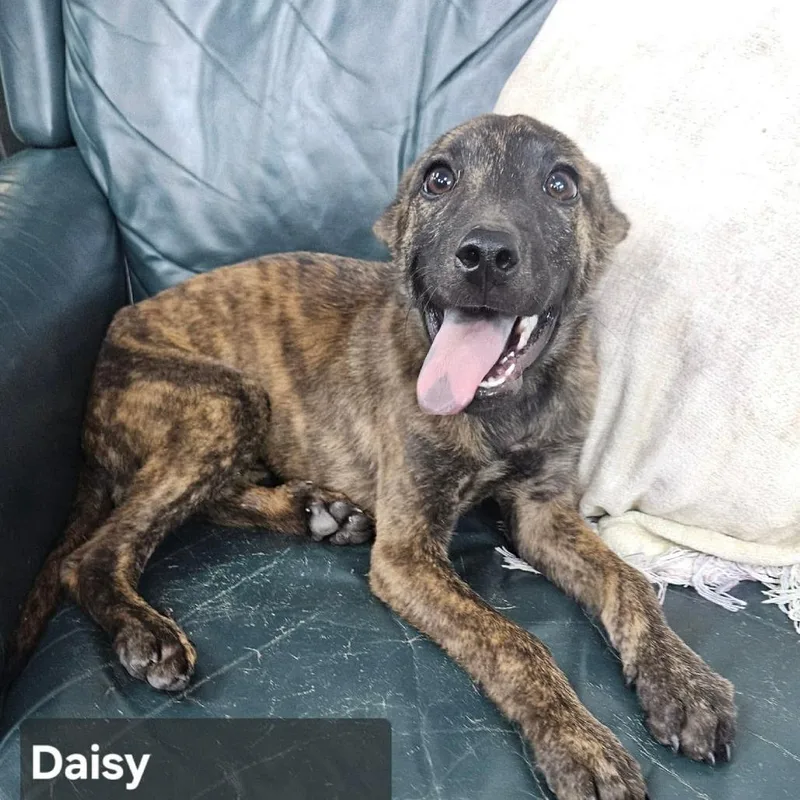 A baby small-sized female Brindle Plott Hound dog named Daisy for adoption in Rock Falls, IL
