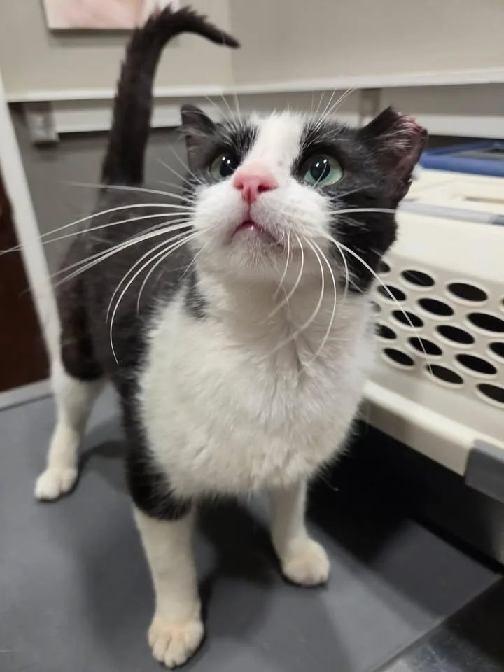 A young medium-sized female Black & White / Tuxedo Domestic Short Hair cat named Bradlie for adoption in College Station, TX