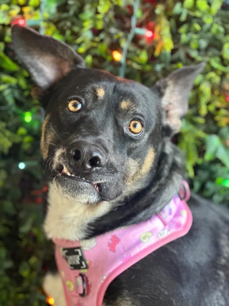 A young medium-sized female Black Australian Kelpie dog named Luna for adoption in Carlsbad, CA