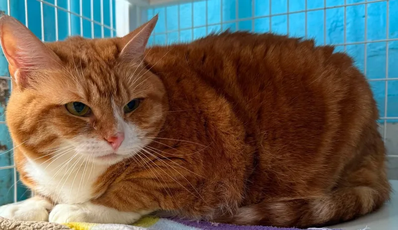 An adult medium-sized female Domestic Medium Hair cat named Lady Cattilina for adoption in Claremont, NH
