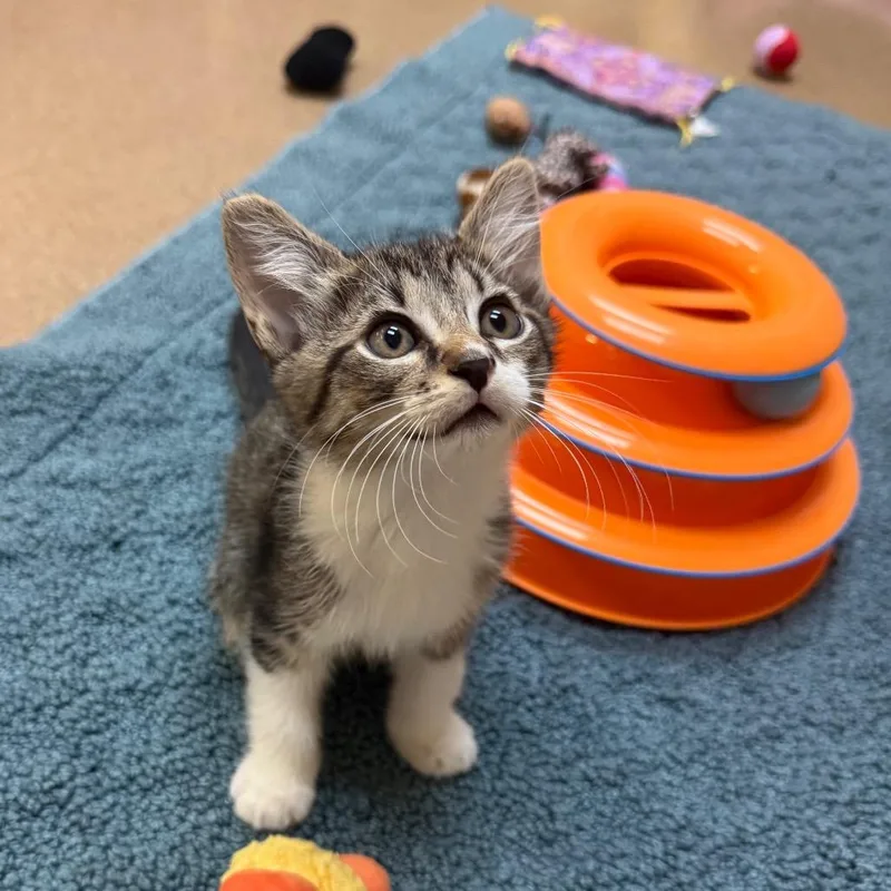 A baby small-sized male Domestic Medium Hair cat named Snickers for adoption in Naples, FL