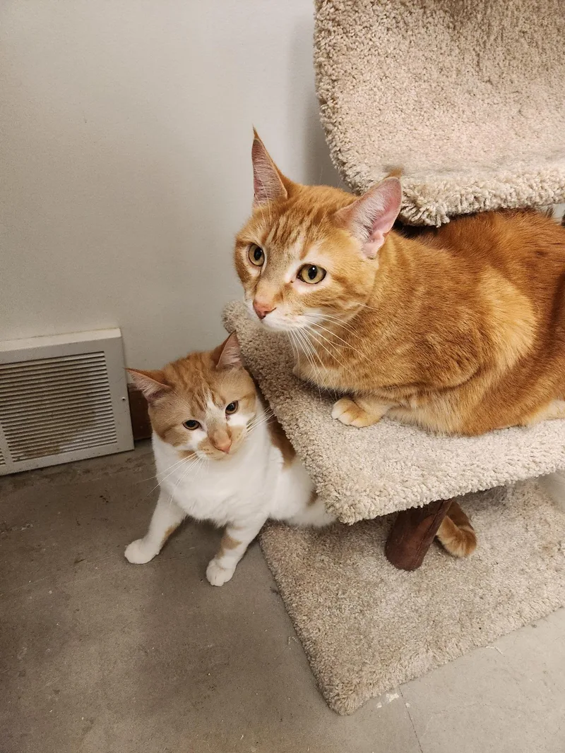 An adult large-sized male Orange & White Domestic Short Hair cat named Croissant for adoption in Grand Forks, ND