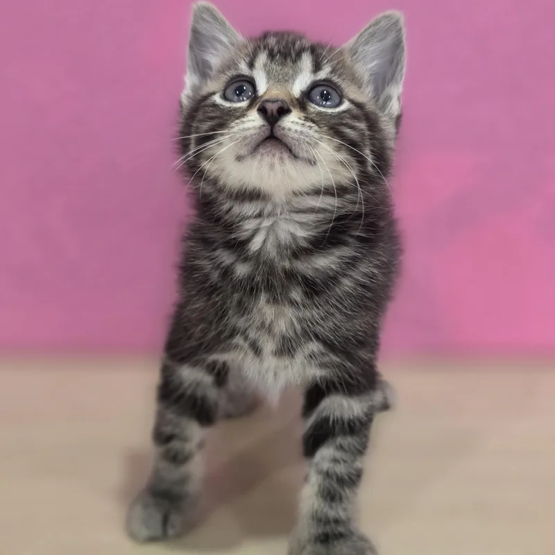 A baby small-sized female Tabby (Brown / Chocolate) Domestic Short Hair cat named Vanilla Bean for adoption in Macomb Twp, MI
