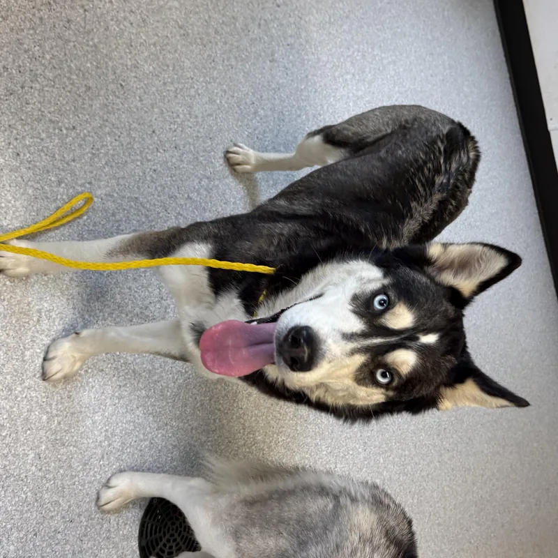 An adult medium-sized female Siberian Husky dog named Daphne for adoption in Roseburg, OR