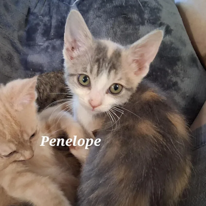 Penelope C thumbnail 5