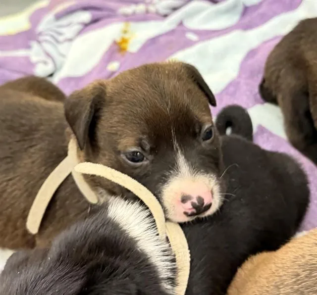 A baby large-sized male Pit Bull Terrier dog named Brownie for adoption in Ontario, CA