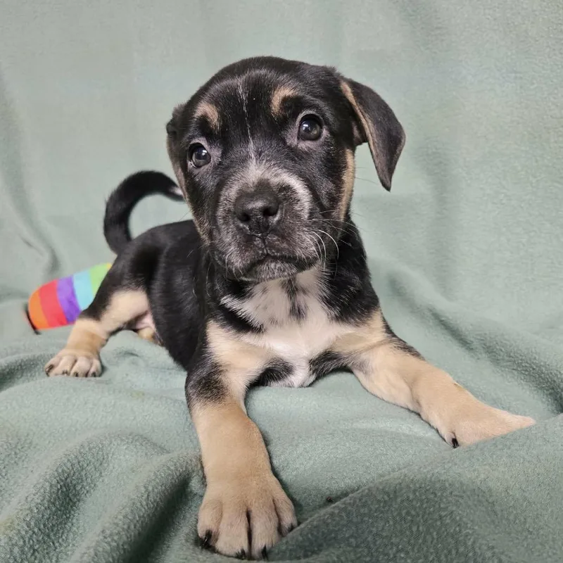 Pistachio thumbnail 2