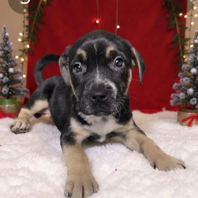 Pistachio thumbnail 3