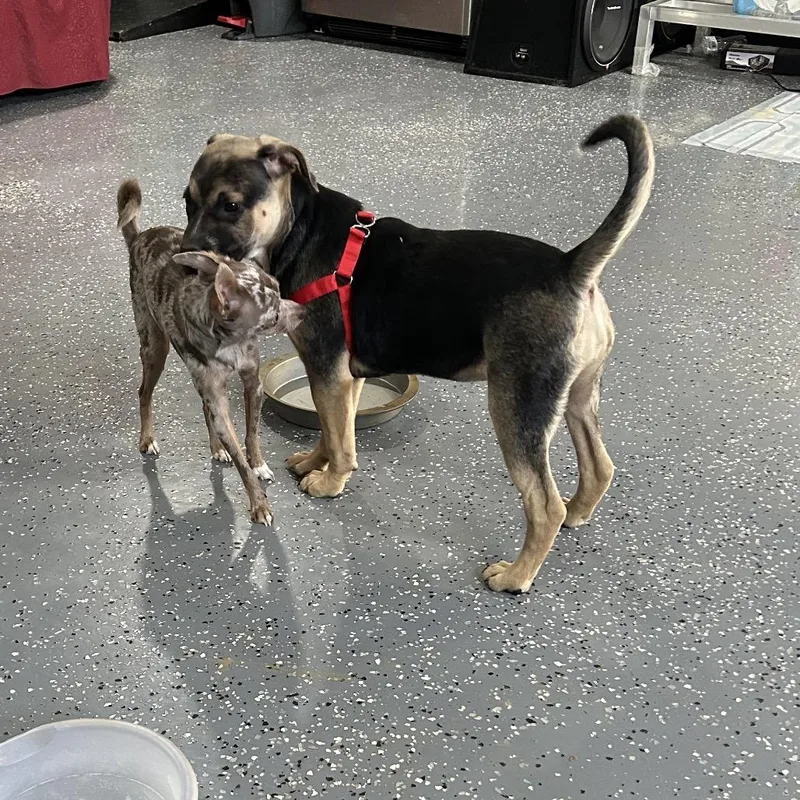 Pistachio thumbnail 5