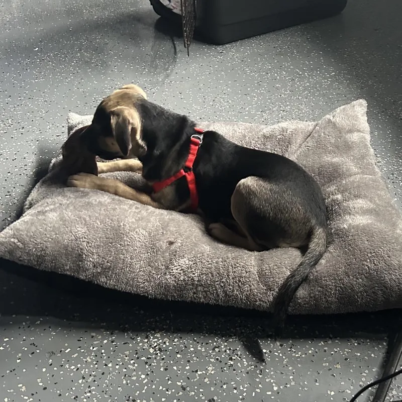 Pistachio thumbnail 6