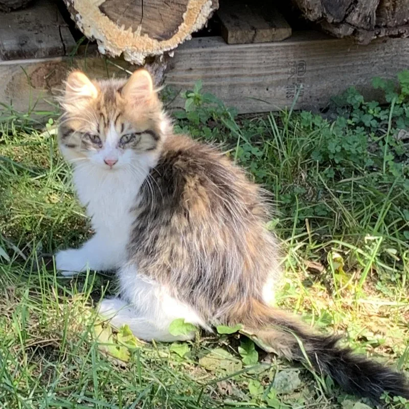 Found Kasson MN