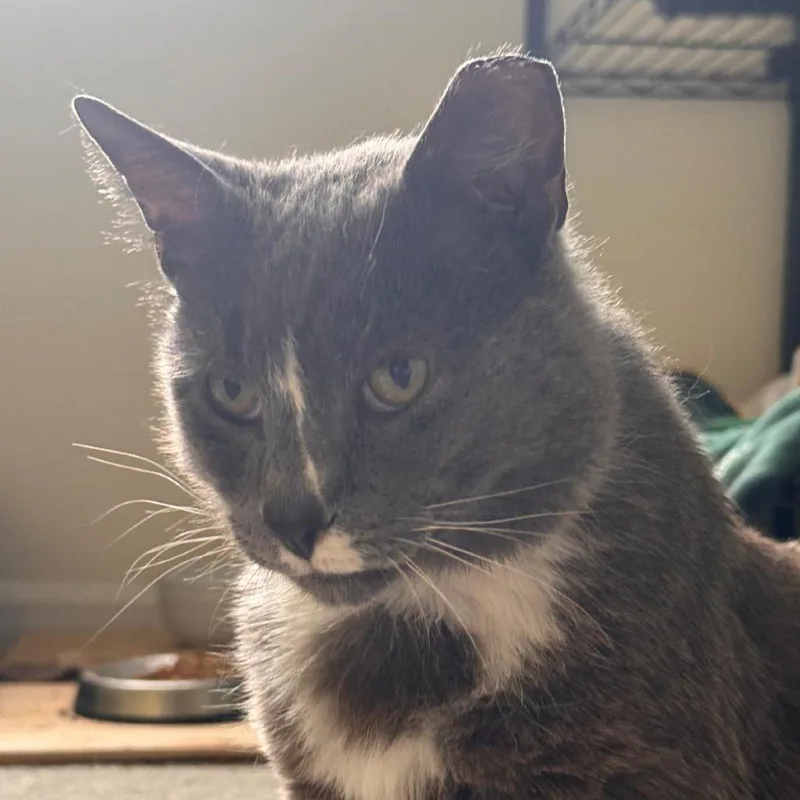 An adult small-sized male Gray / Blue / Silver Domestic Short Hair cat named Charleston Gandy for adoption in Merrifield, VA