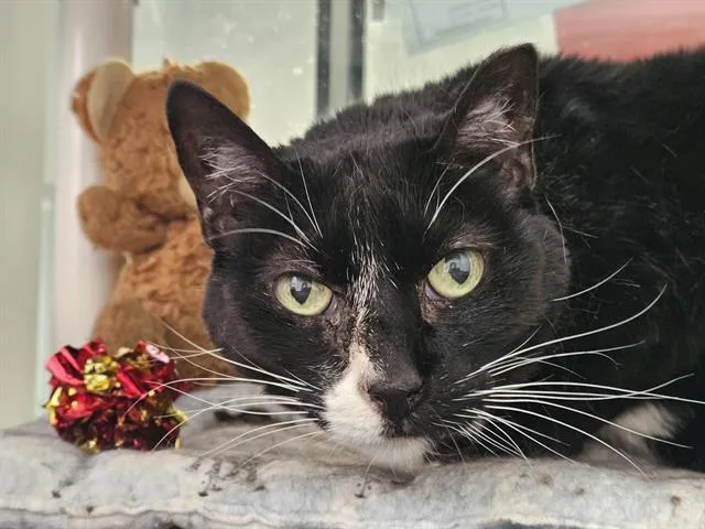 A senior medium-sized female Domestic Short Hair cat named Corky for adoption in Albuquerque, NM