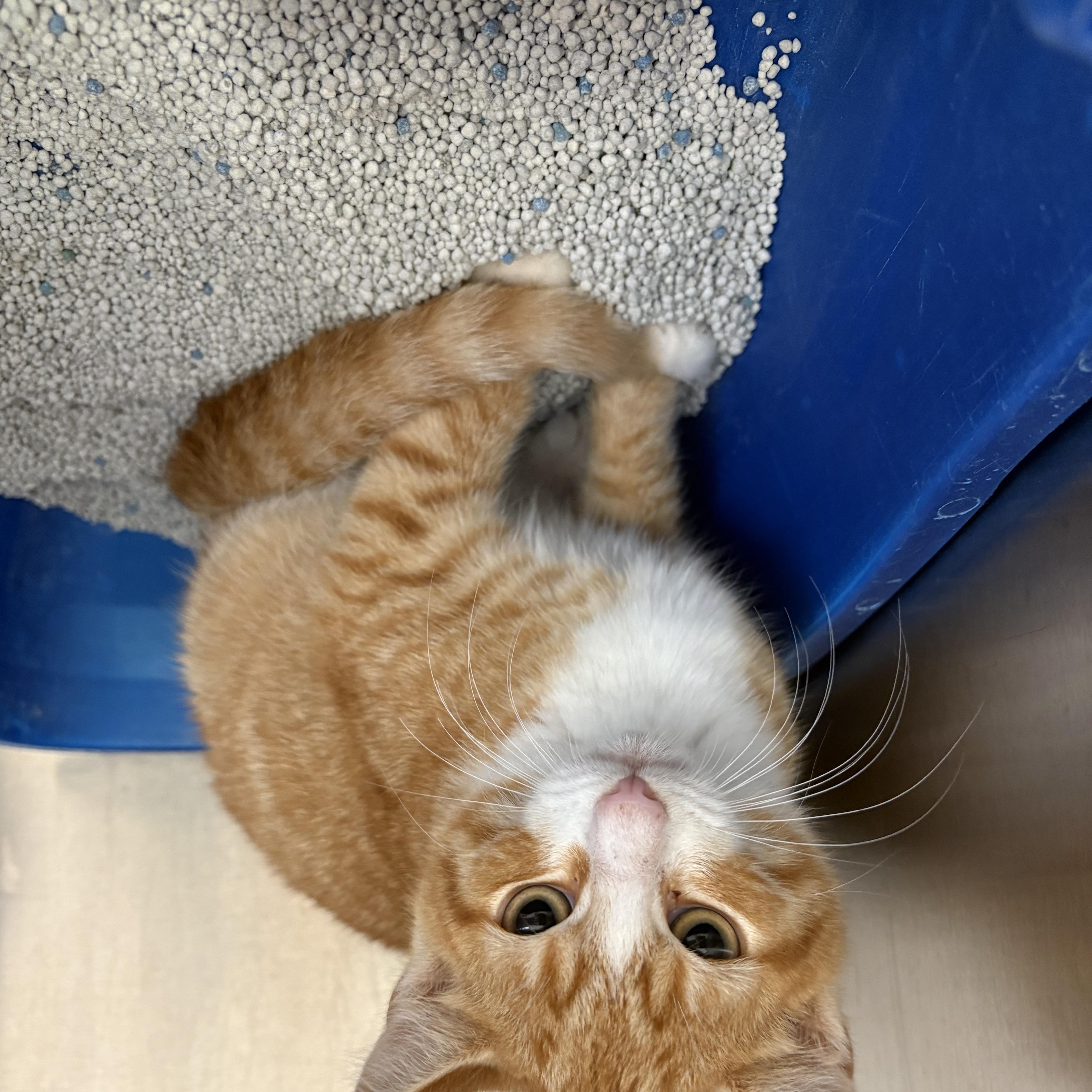 A baby medium-sized male Tabby (Orange / Red) Domestic Short Hair cat named Ken for adoption in Ashland, VA