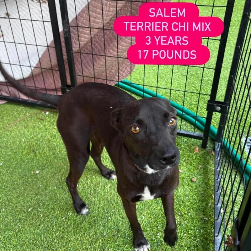 An adult small-sized female Black Terrier dog named Salem Hw+ for adoption in Tampa, FL