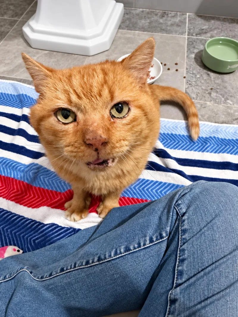 A young medium-sized male Orange / Red Domestic Short Hair cat named Tyson for adoption in Charlotte, NC