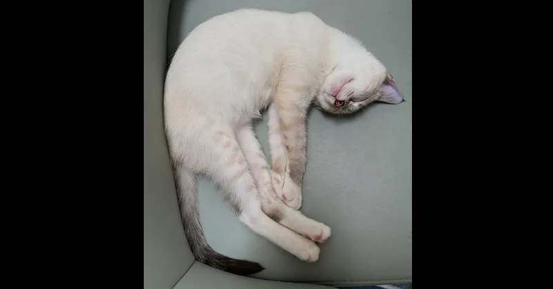 Kiki