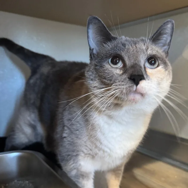 A senior large-sized female Gray / Blue / Silver Domestic Short Hair cat named Ting for adoption in Saint Charles, MO