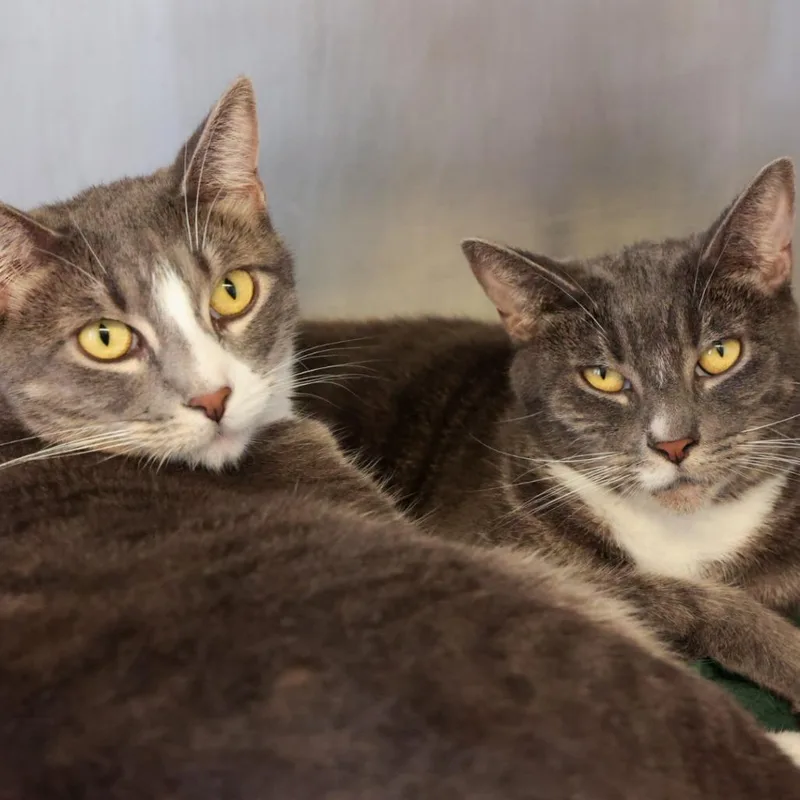 An adult large-sized female Domestic Short Hair cat named Dreamer for adoption in Santa Barbara, CA