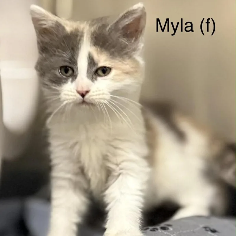 Myla
