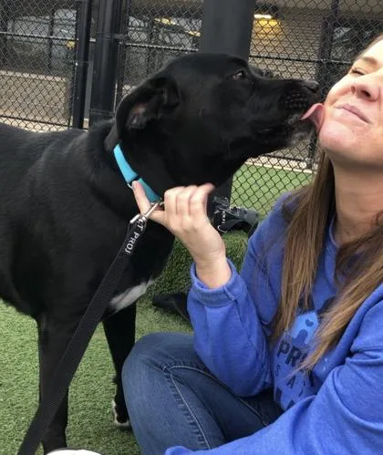 A senior large-sized female Black Mixed Breed dog named Fratelli for adoption in Kansas City, MO