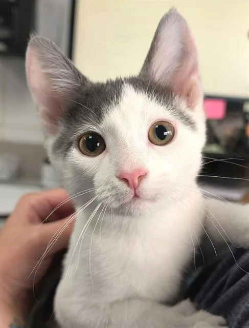 A baby small-sized male Domestic Short Hair cat named Zen for adoption in Canfield, OH