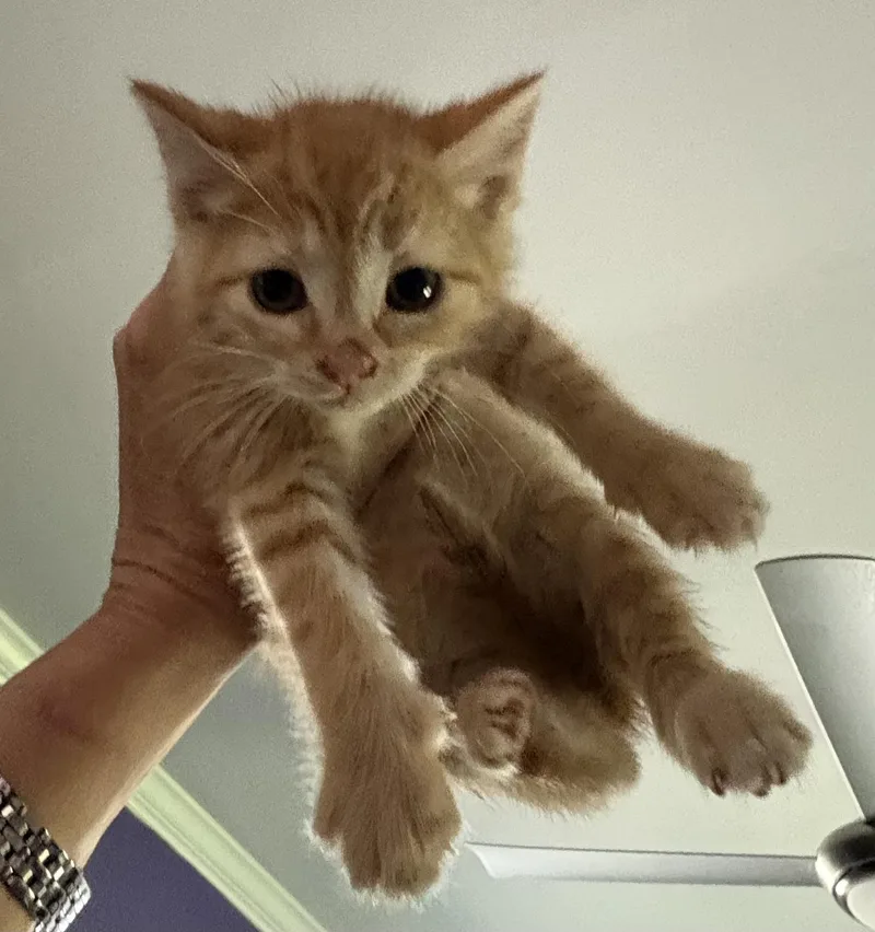 A baby medium-sized male Orange / Red Tabby cat named K.a.t. for adoption in Roslyn Heights, NY