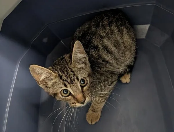 A baby small-sized male Domestic Short Hair cat named Antony for adoption in San Diego, CA