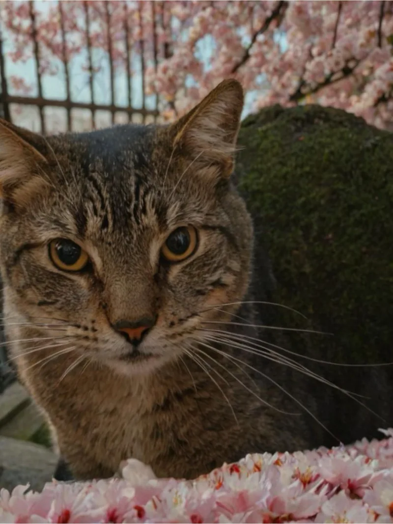 Toby And Tony thumbnail 2