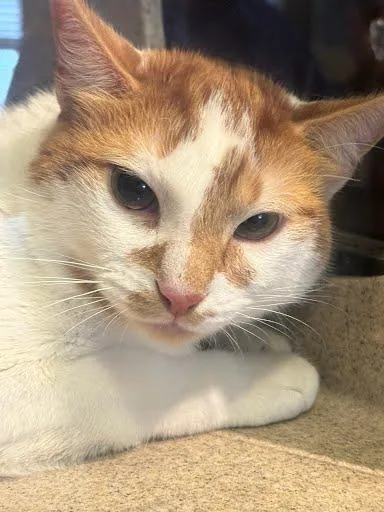 Petey Pablo