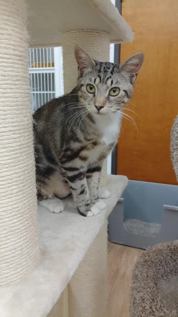 A baby medium-sized male Domestic Short Hair cat named Ollie for adoption in Corpus Christi, TX