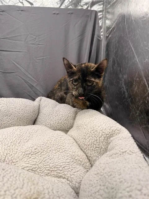 A young small-sized female Domestic Short Hair cat named Nora for adoption in Appling, GA