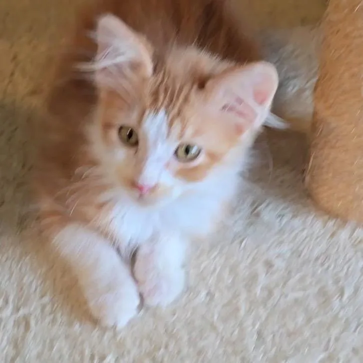 A baby small-sized male Domestic Long Hair cat named Jaxson for adoption in League City, TX