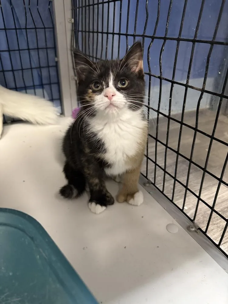 A baby small-sized female Brown / Chocolate Domestic Short Hair cat named Buttercup for adoption in West Mifflin, PA