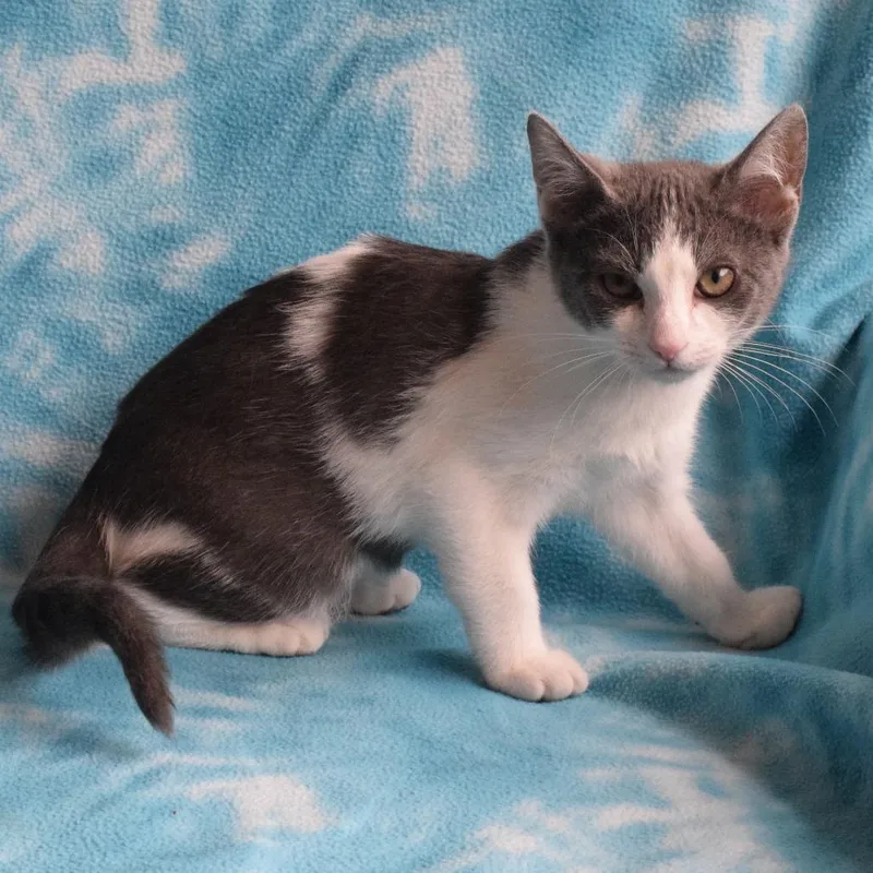 A baby small-sized female Gray / Blue / Silver Domestic Short Hair cat named Parmesan for adoption in Eureka, CA
