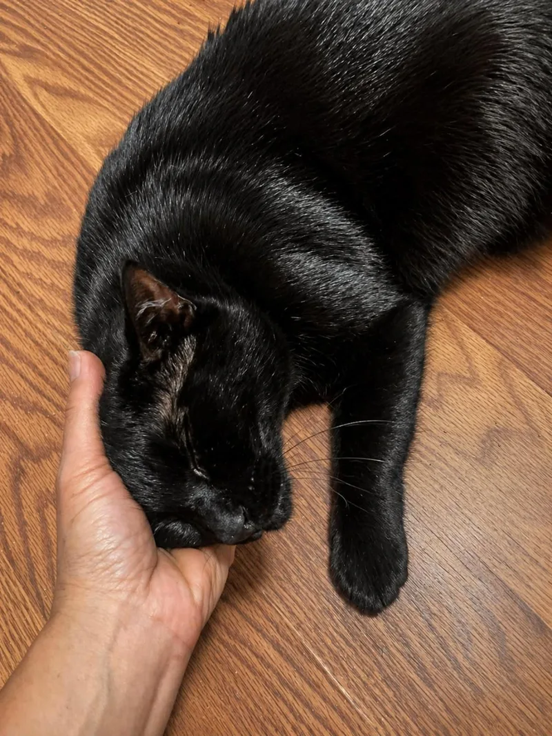 An adult medium-sized male Black Domestic Short Hair cat named Maximus Burke for adoption in Chandler, AZ