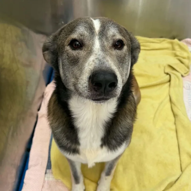 A young medium-sized male Husky dog named Captain floof for adoption in Parma, OH