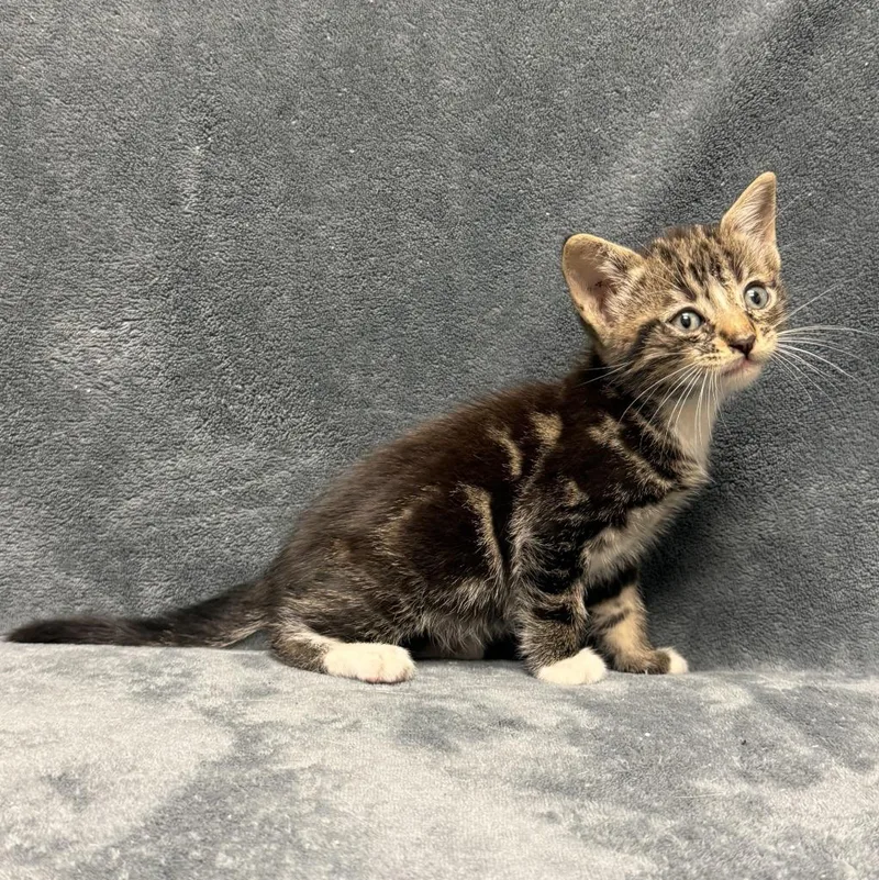A baby medium-sized male Domestic Short Hair cat named Tott for adoption in Brenham, TX